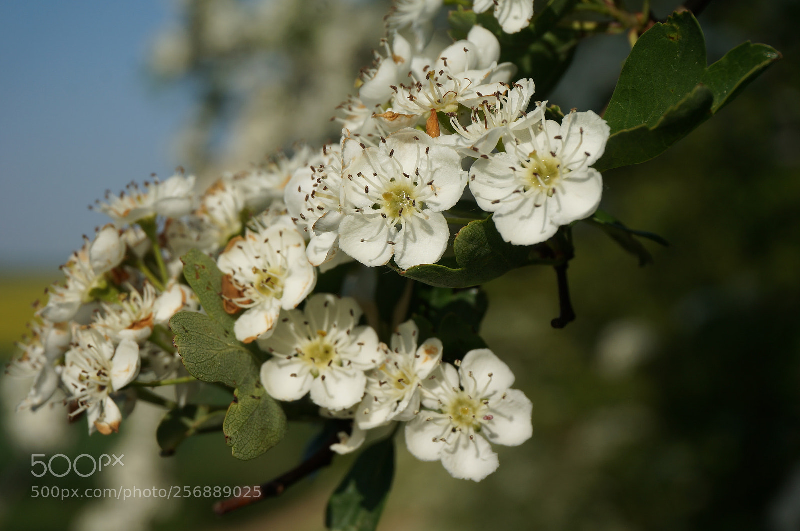 Sony Alpha NEX-6 sample photo. Fleurs photography