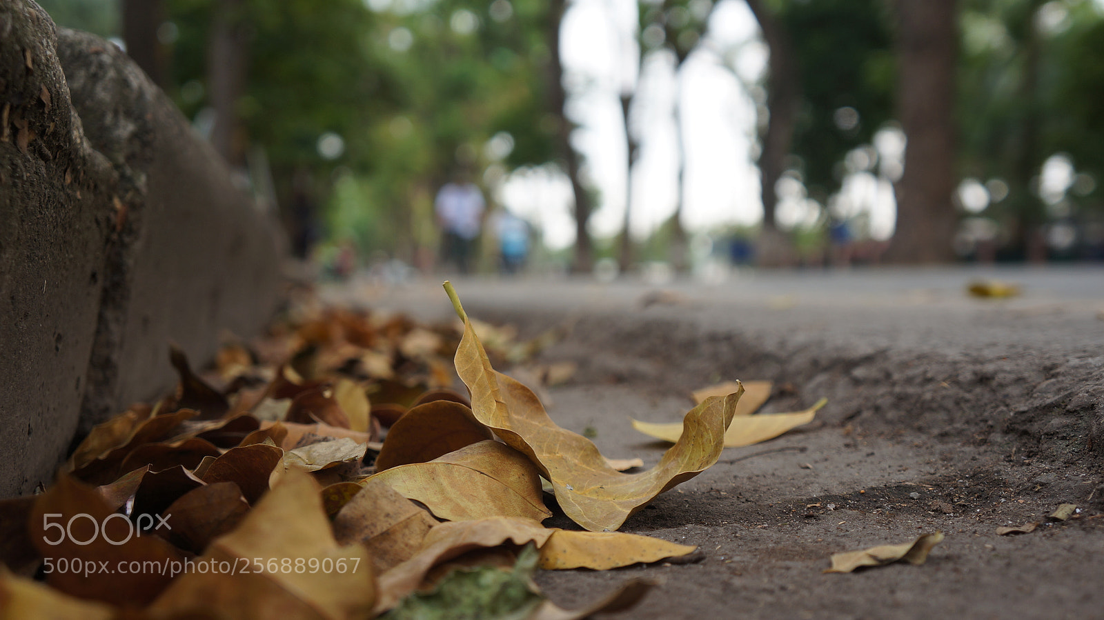 Sony Alpha NEX-5N sample photo. Dsc photography
