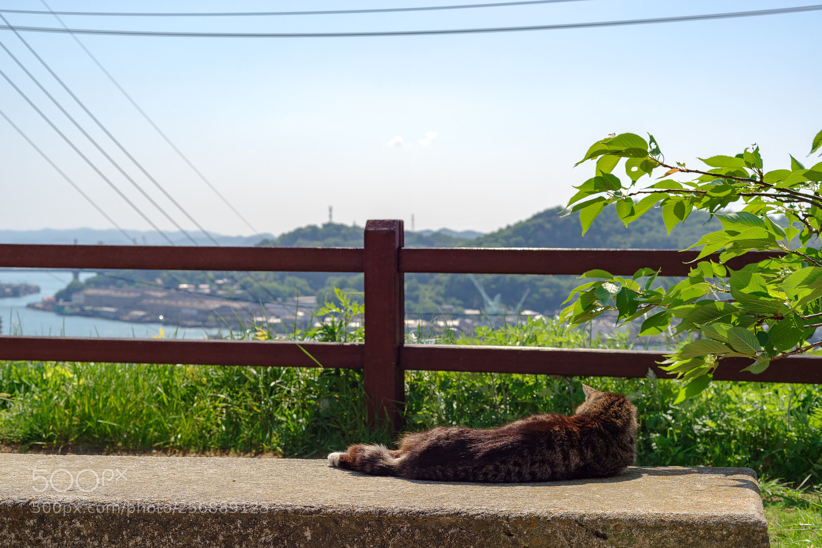 Pentax K-1 sample photo. Cat -relax bench- photography
