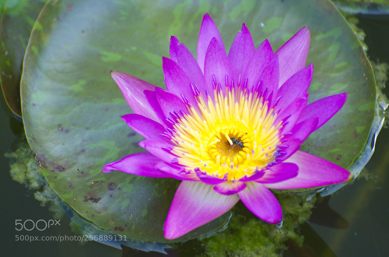 Nikon D5100 sample photo. Purple water lily blooming photography