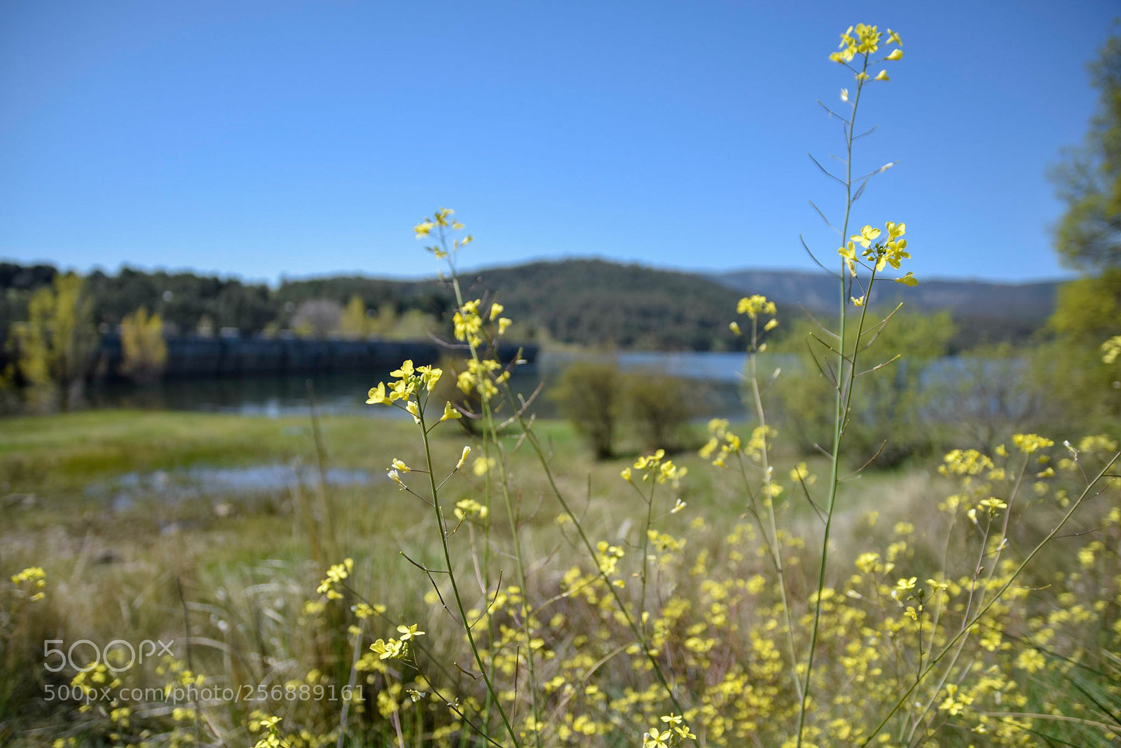 Nikon D3300 sample photo. Spring at the swamp photography