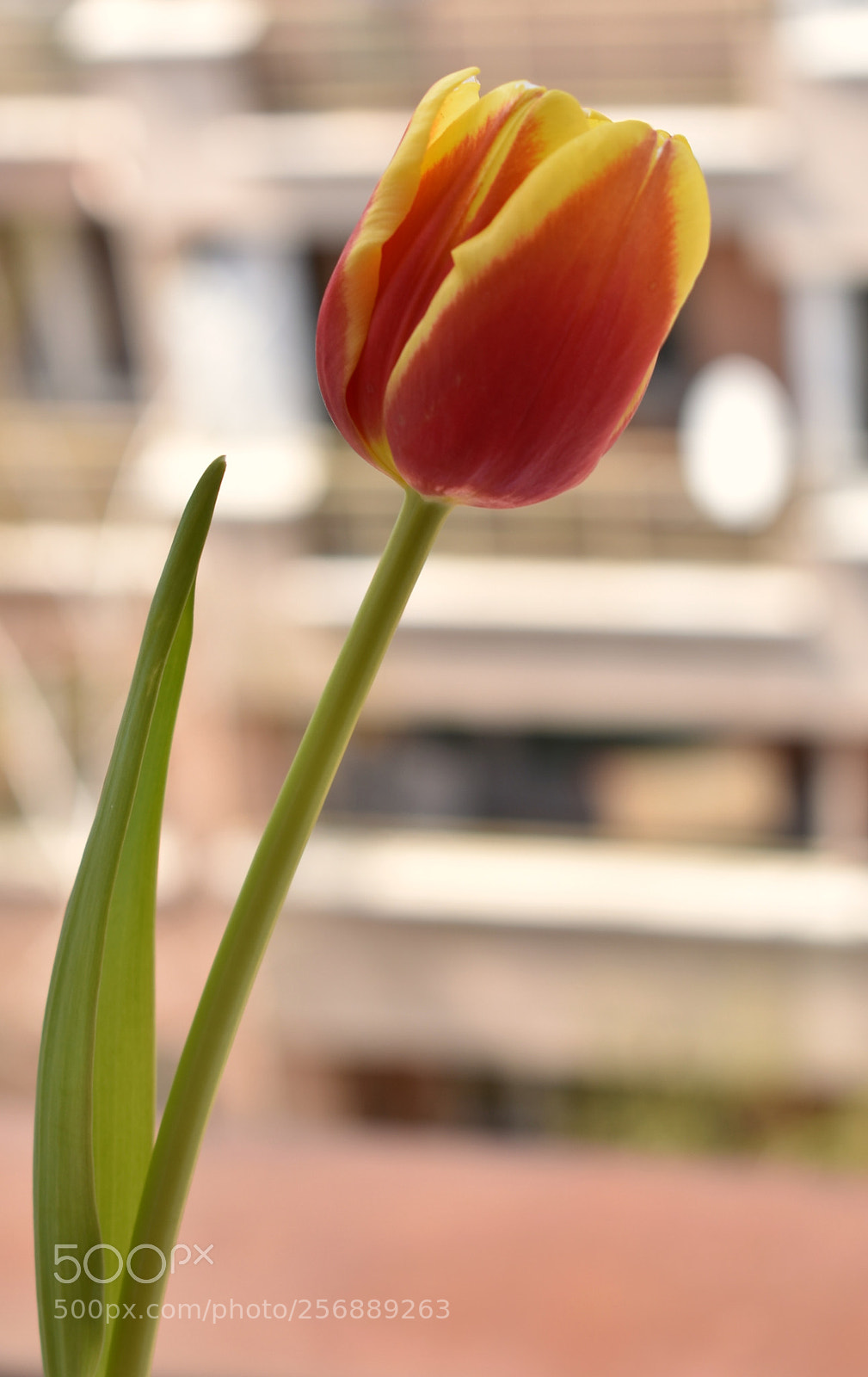 Nikon D3400 sample photo. Tulip photography