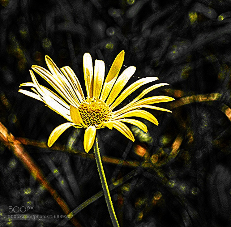 Canon EOS 6D Mark II sample photo. Untitled photography