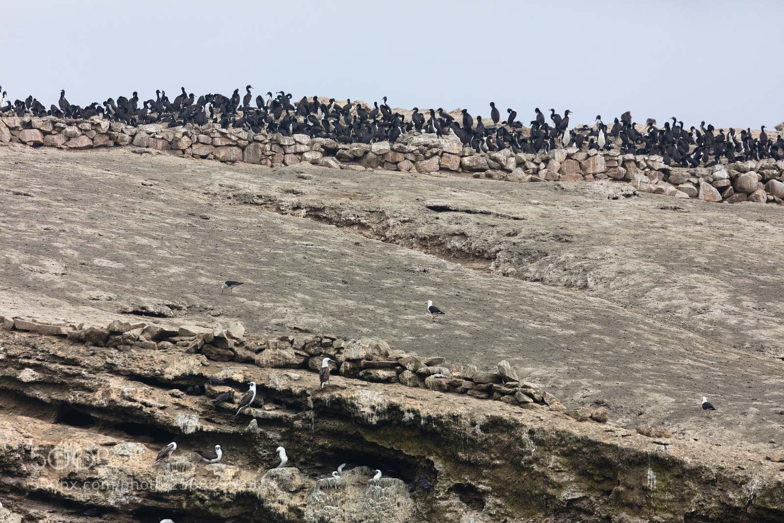 Canon EOS 5DS R sample photo. Ballestas islands, perù photography