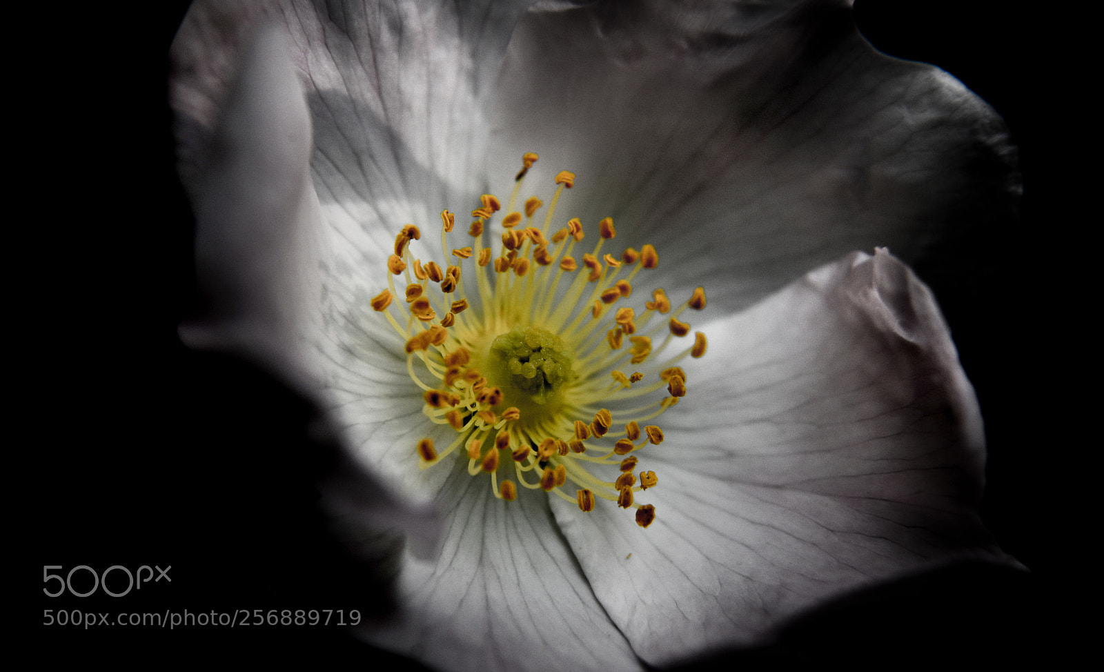 Nikon D750 sample photo. Light in the dark photography