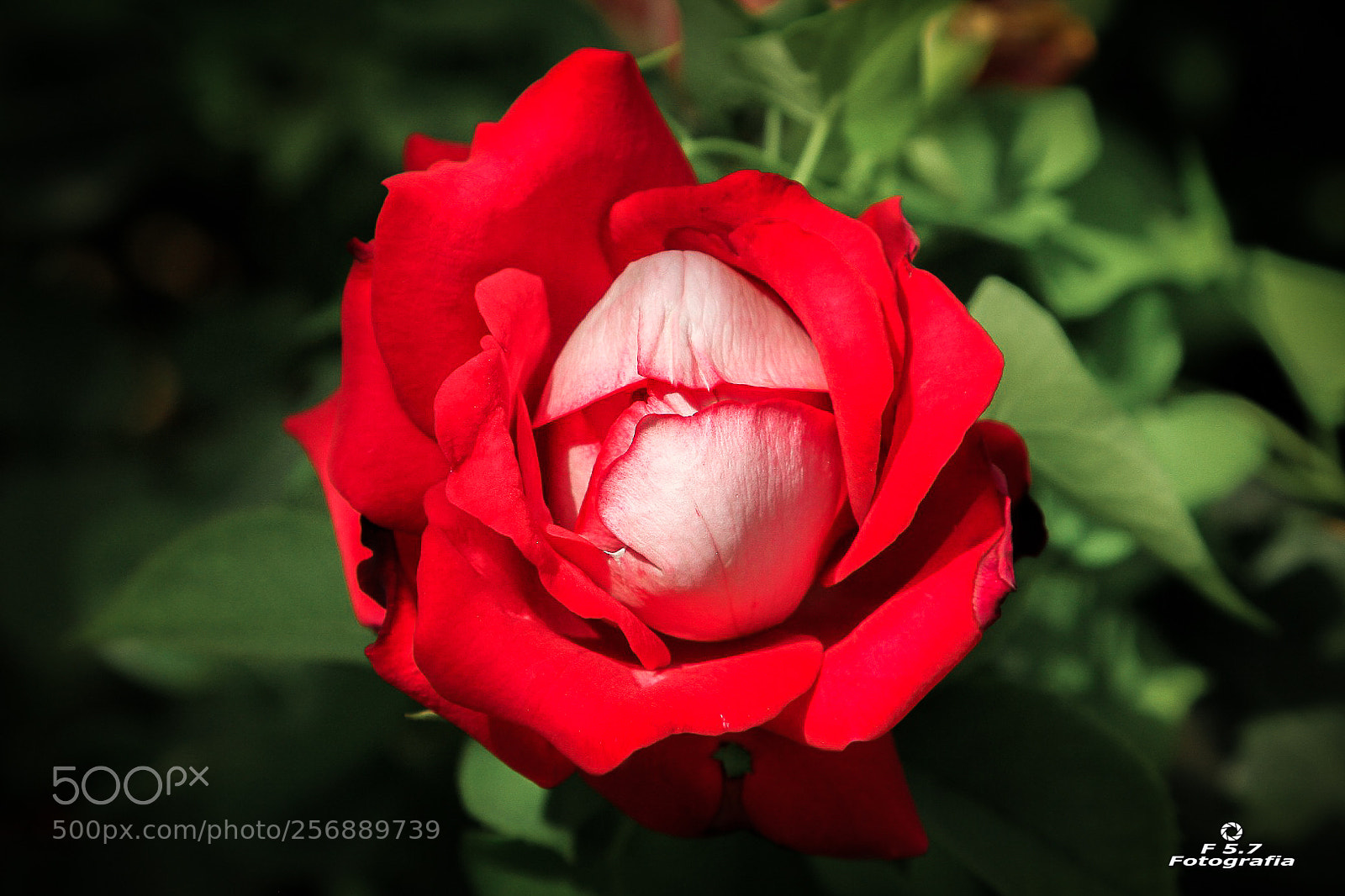Canon EOS 7D sample photo. Flores de alhambra 6 photography