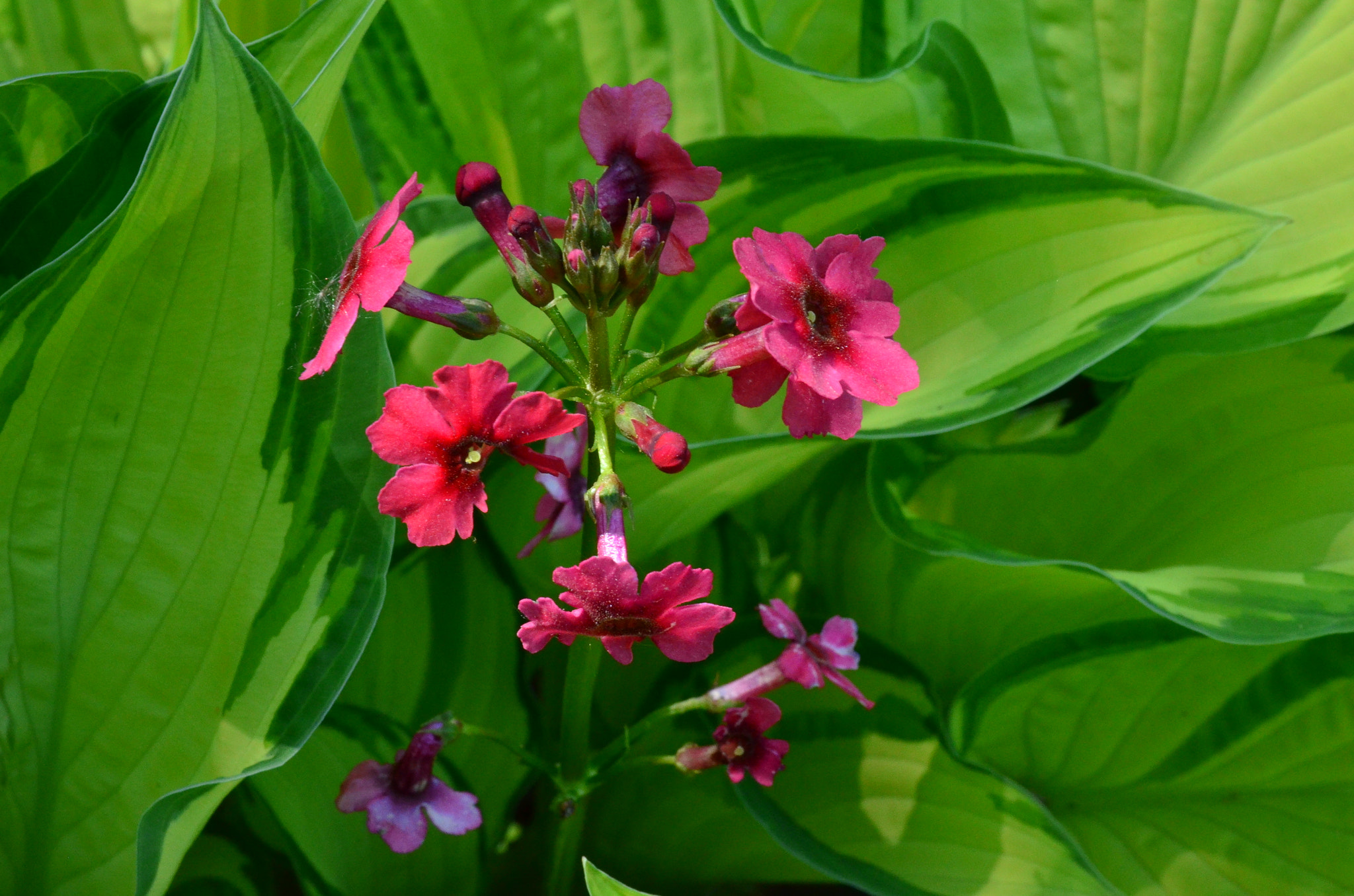 Sigma 17-70mm F2.8-4 DC Macro OS HSM | C sample photo. Red, so cute photography