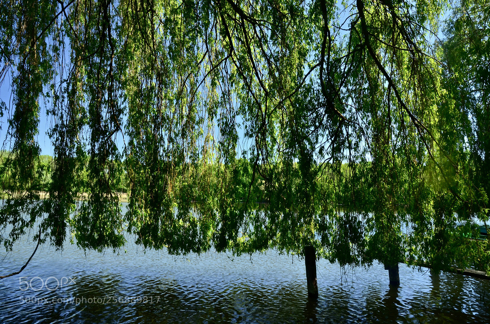 Nikon D5100 sample photo. Trimmed willow photography