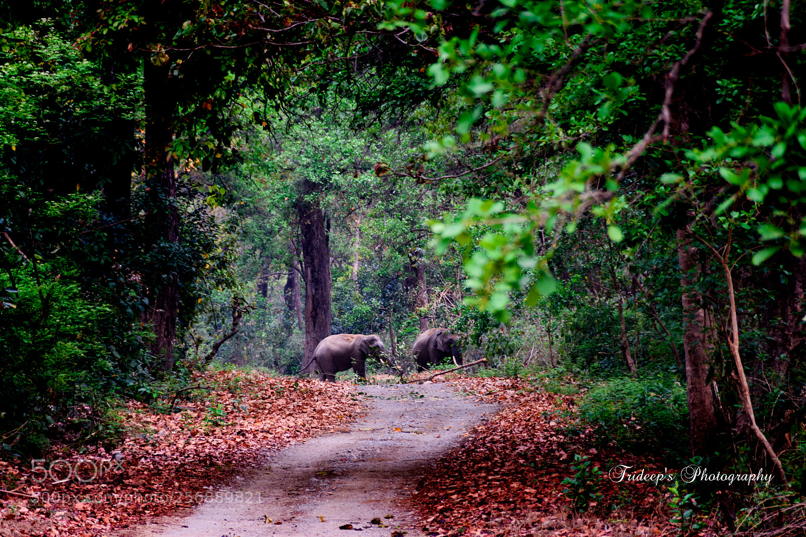 Nikon D7200 sample photo. The elephant couple photography