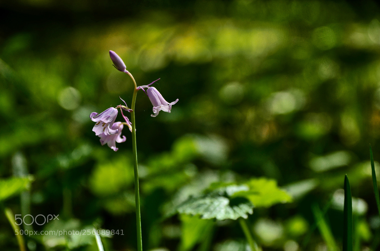 Nikon D5100 sample photo. Lilac, so cute photography