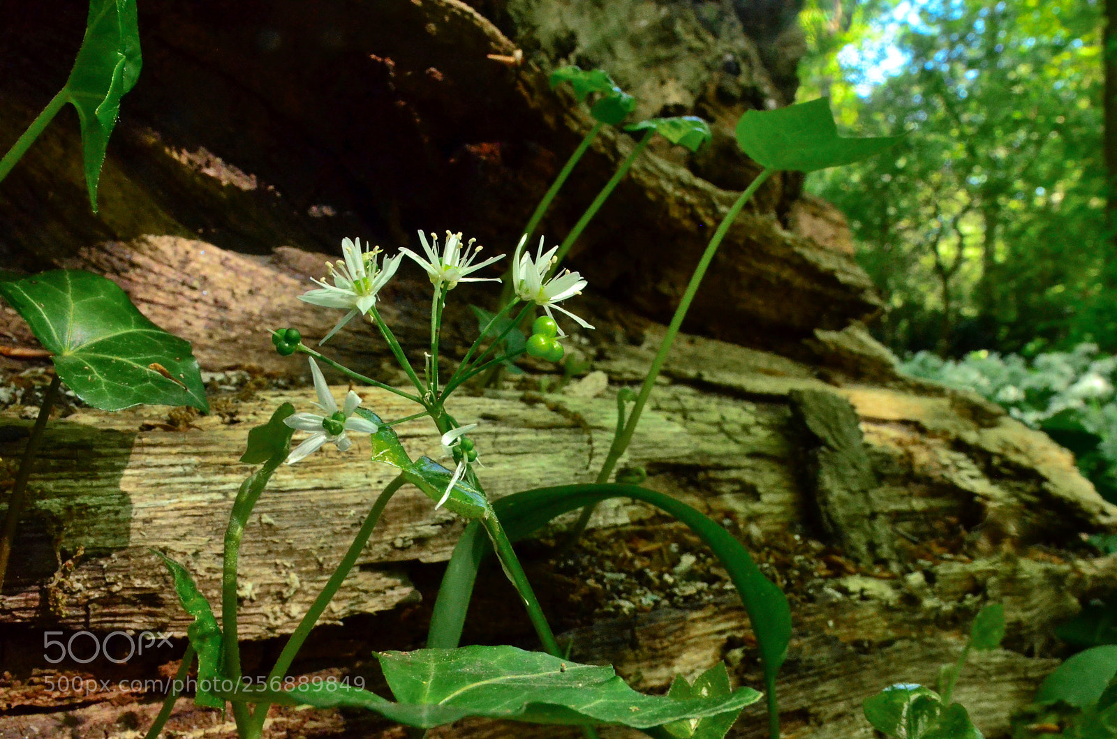 Nikon D5100 sample photo. White, so cute photography
