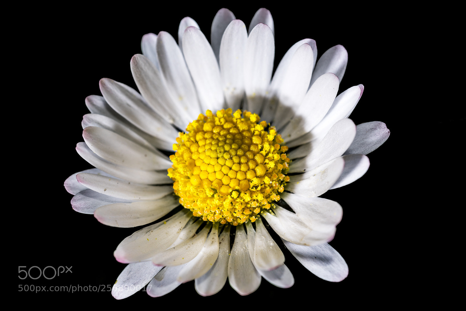 Nikon D810 sample photo. Lunch is over photography