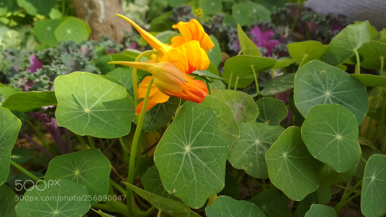Xiaomi Redmi 4 Pro sample photo. Untitled photography