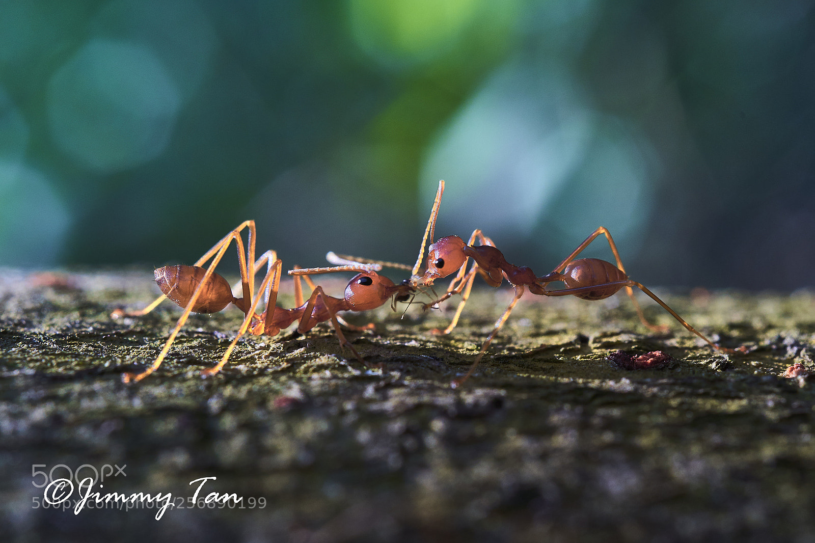 Sony a7 III sample photo. Food fight! photography