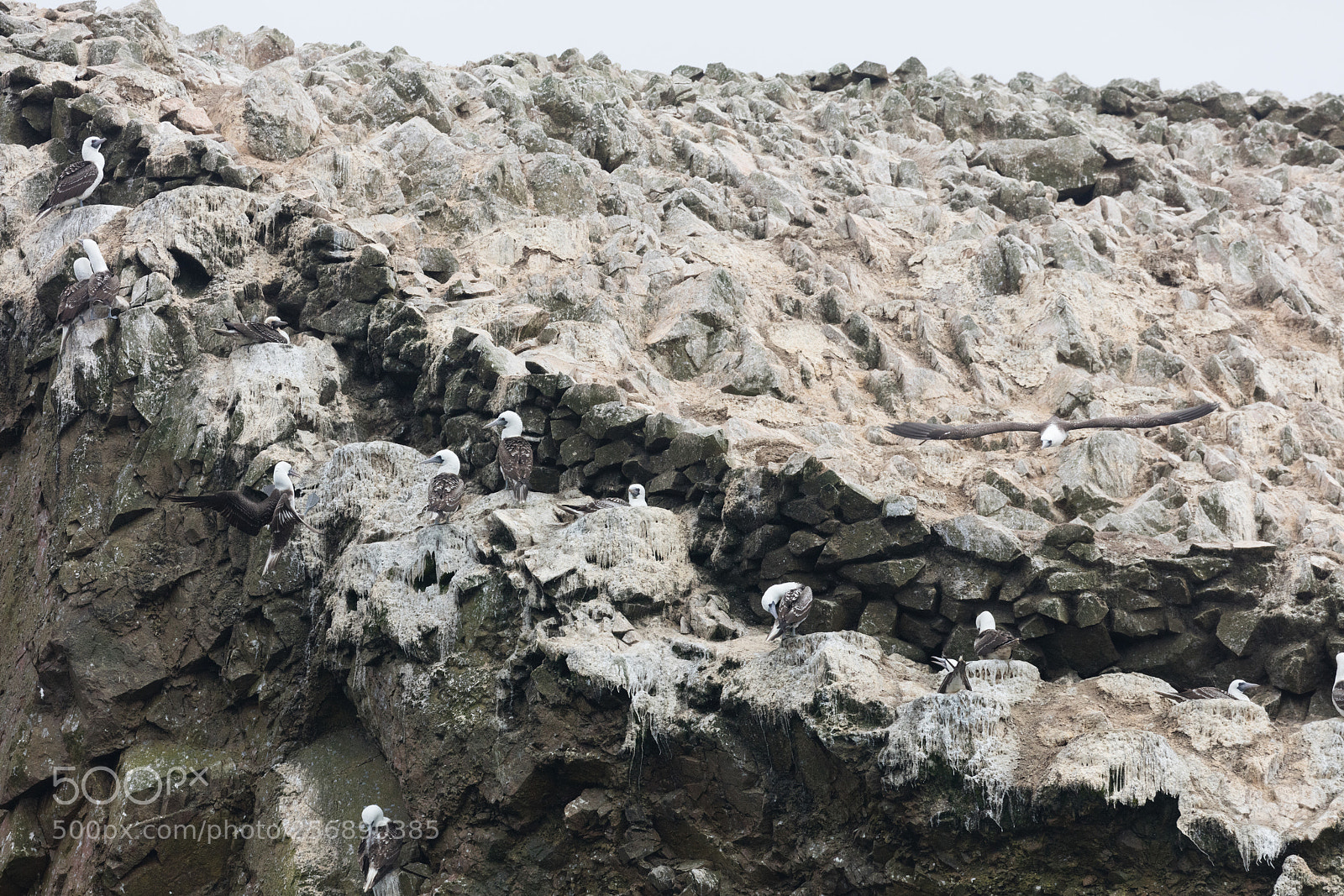 Canon EOS 5DS R sample photo. Ballestas islands, perù photography