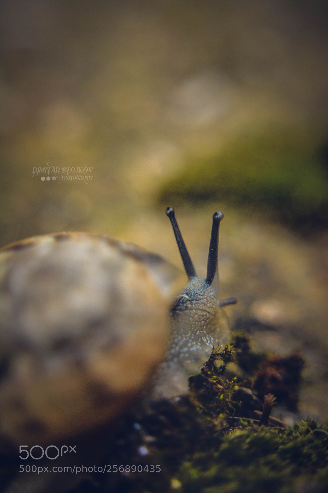 Nikon D5200 sample photo. Snail... bye photography