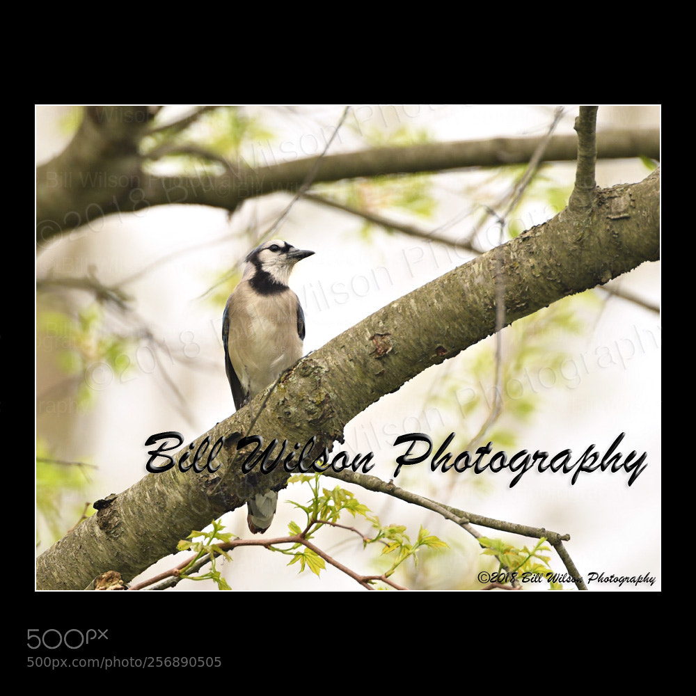 Nikon D500 sample photo. Blue jay photography