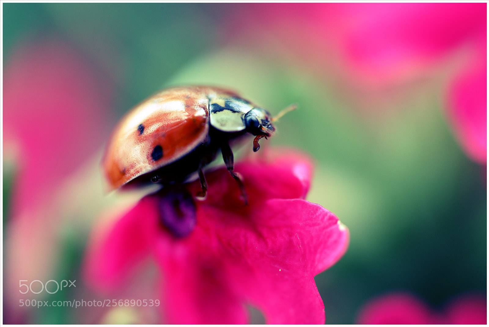 Canon EOS 6D sample photo. Untitled photography
