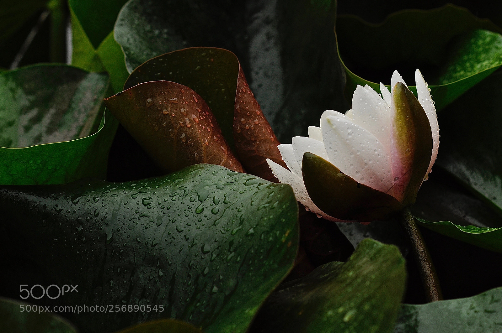 Nikon D90 sample photo. Spring rain photography