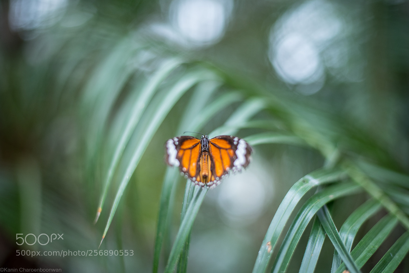 Nikon D750 sample photo. Butterfly photography