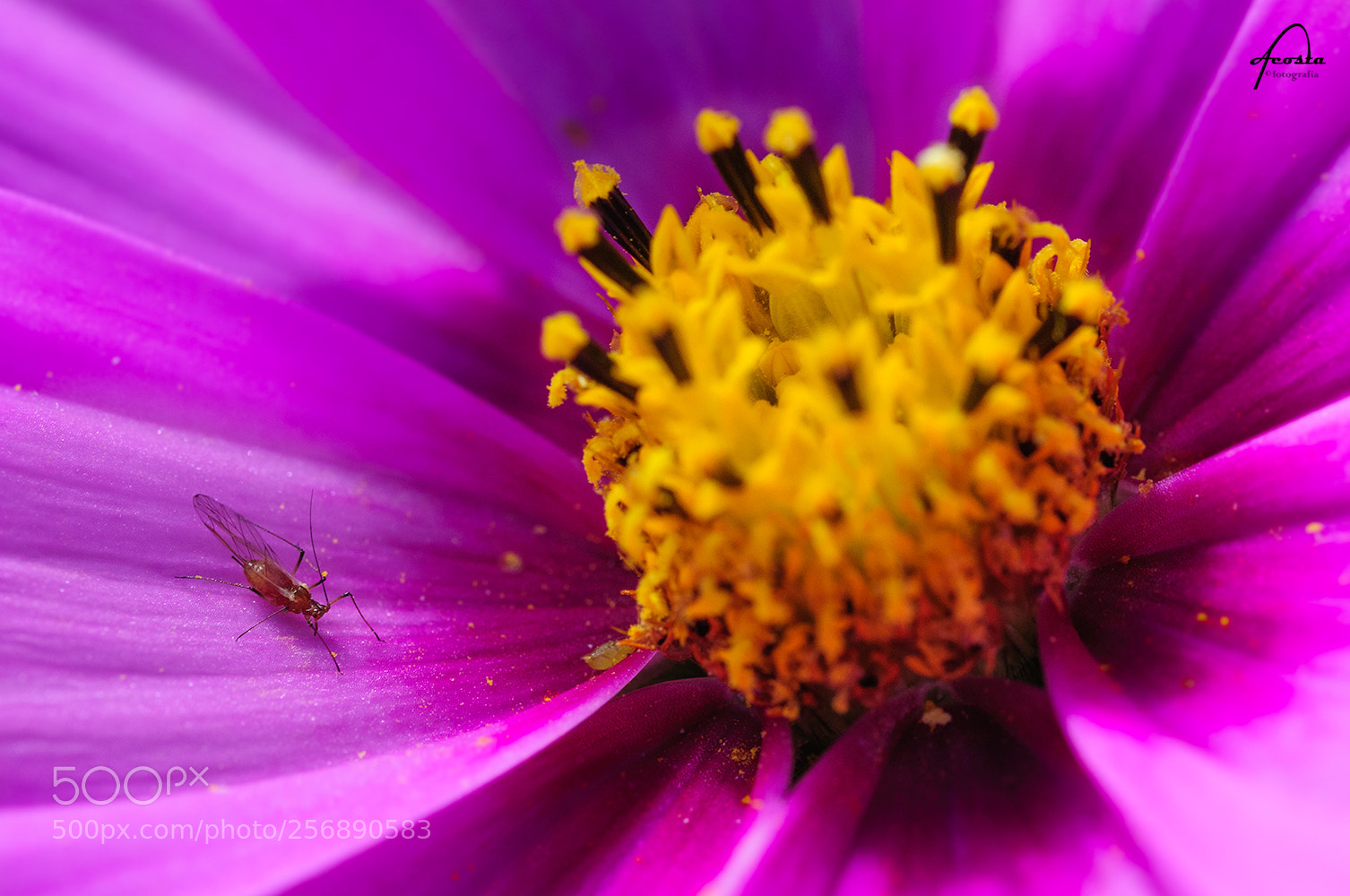 Nikon D300S sample photo. Nap photography