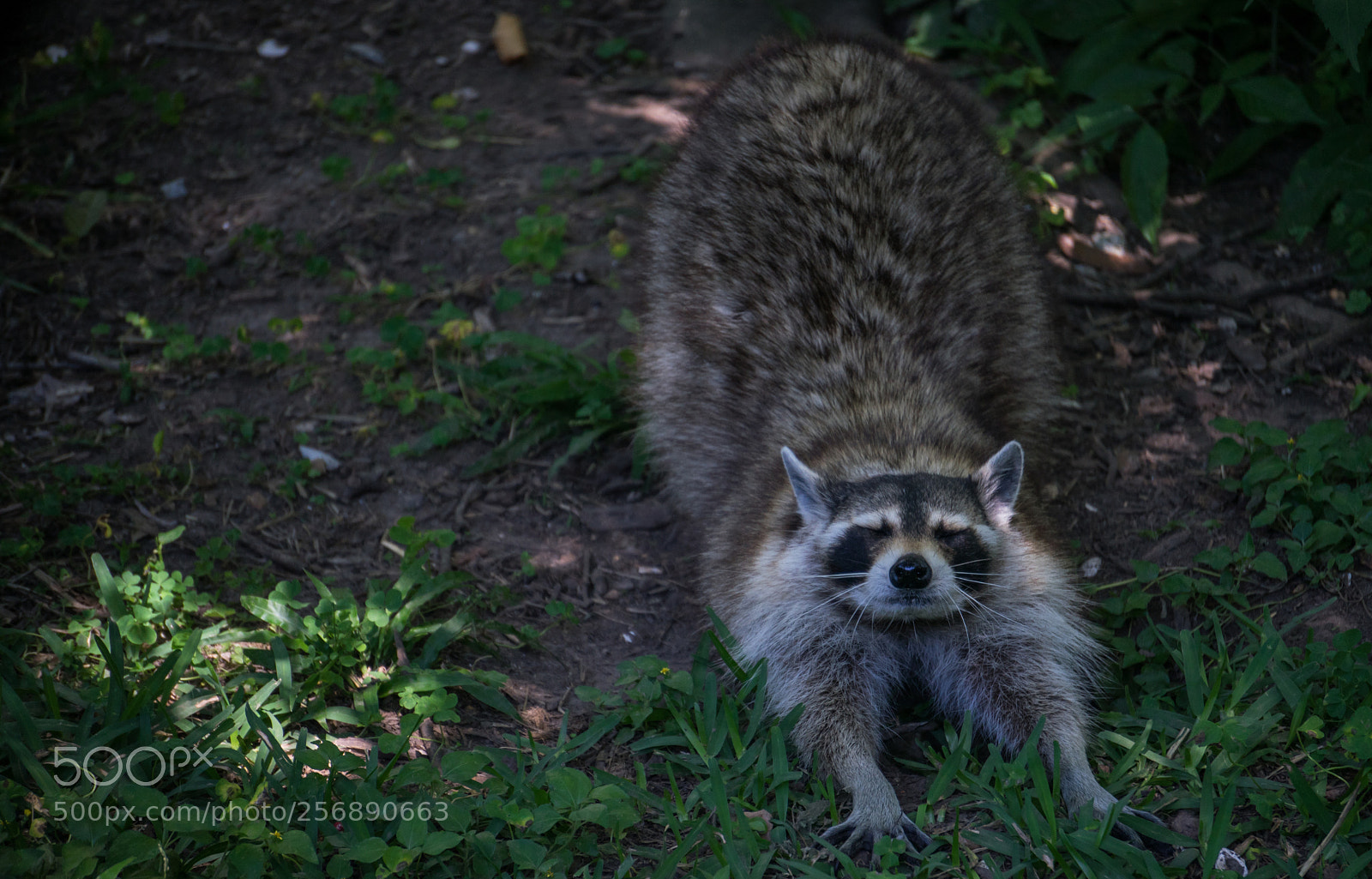 Sony a7 II sample photo. Stretching bandit photography