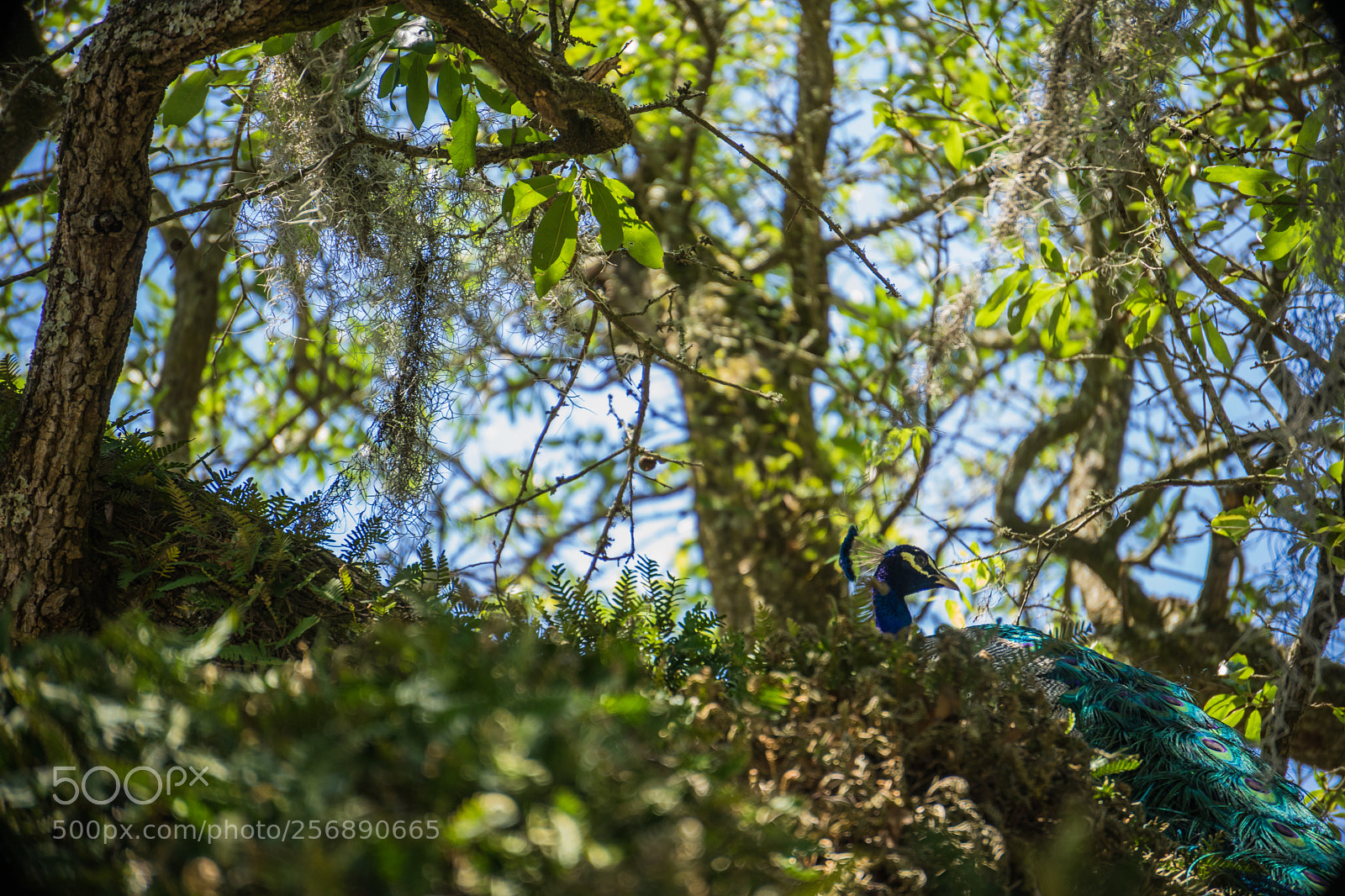 Sony a7 II sample photo. Roosting peacock photography