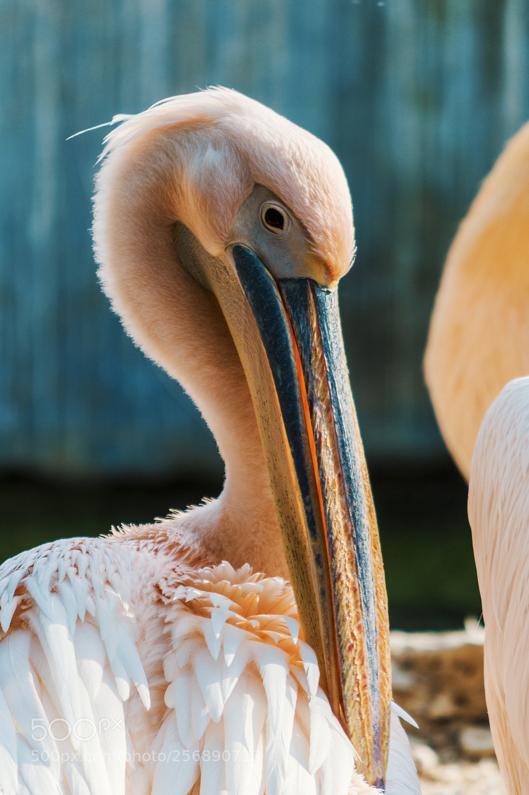Nikon D3200 sample photo. Pelican photography