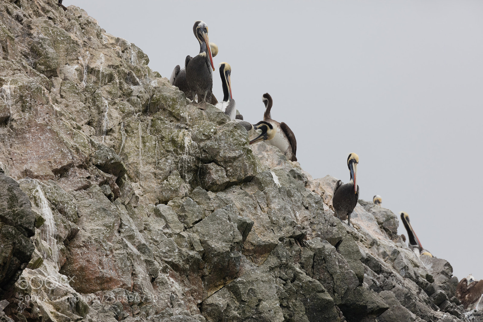 Canon EOS 5DS R sample photo. Ballestas islands, perù photography