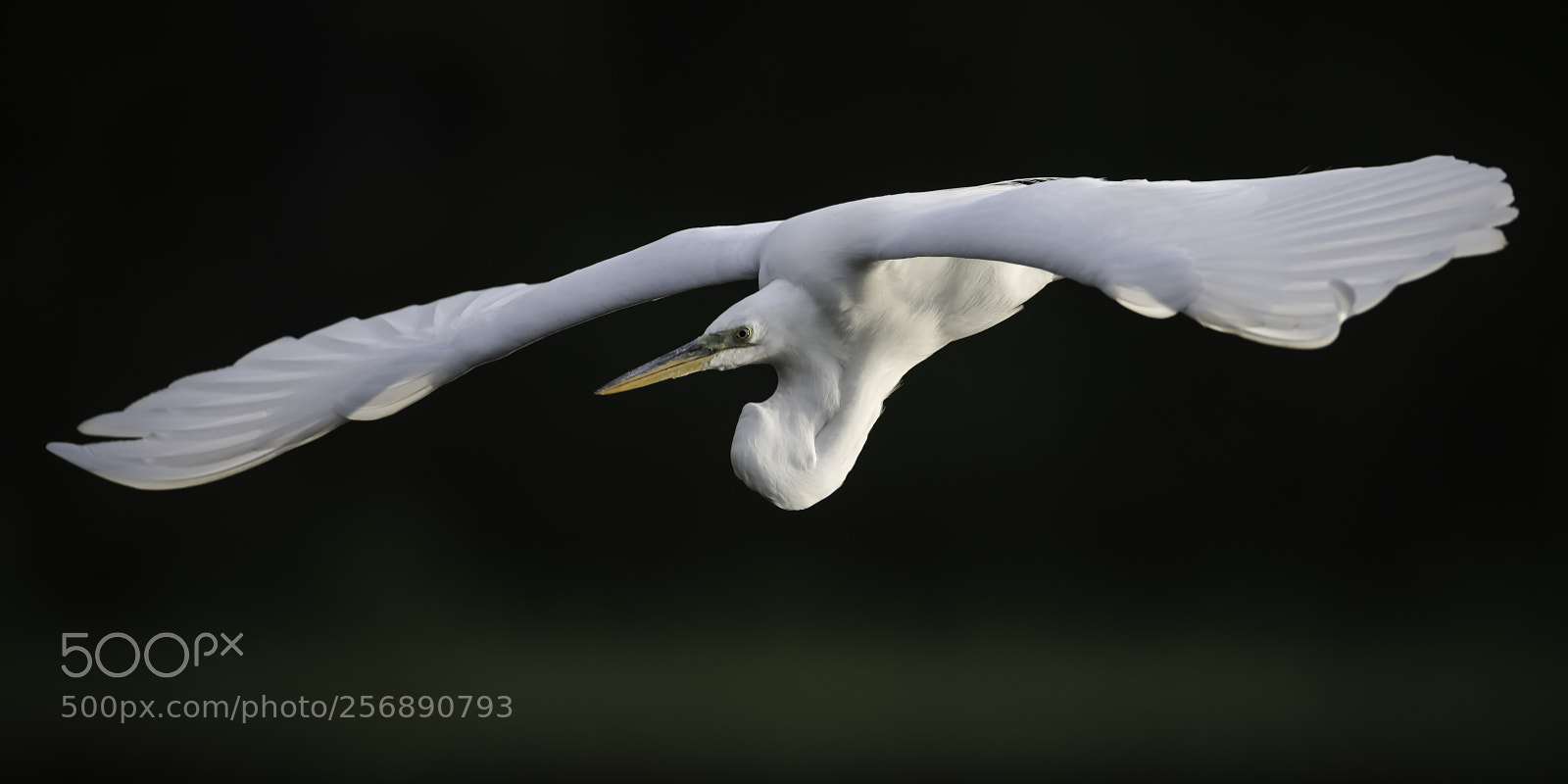 Nikon D850 sample photo. An egret soars.. photography