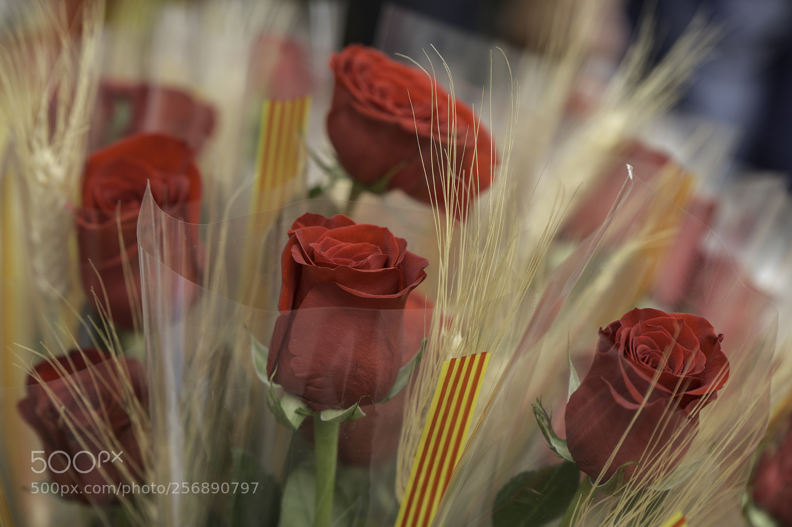 Canon EOS 6D sample photo. Diada de sant jordi photography