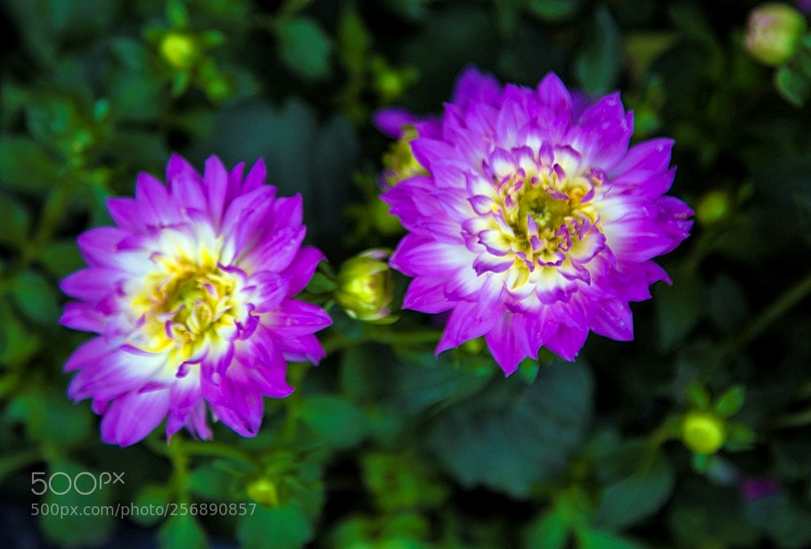 Canon EOS 6D sample photo. Ff9 photography