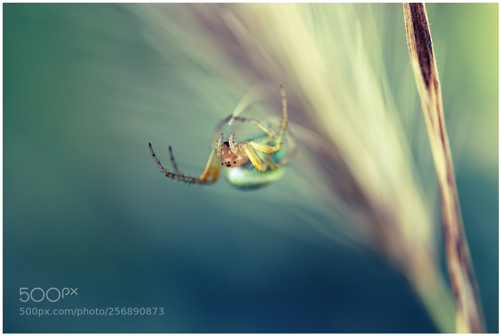 Canon EOS 6D sample photo. Untitled photography