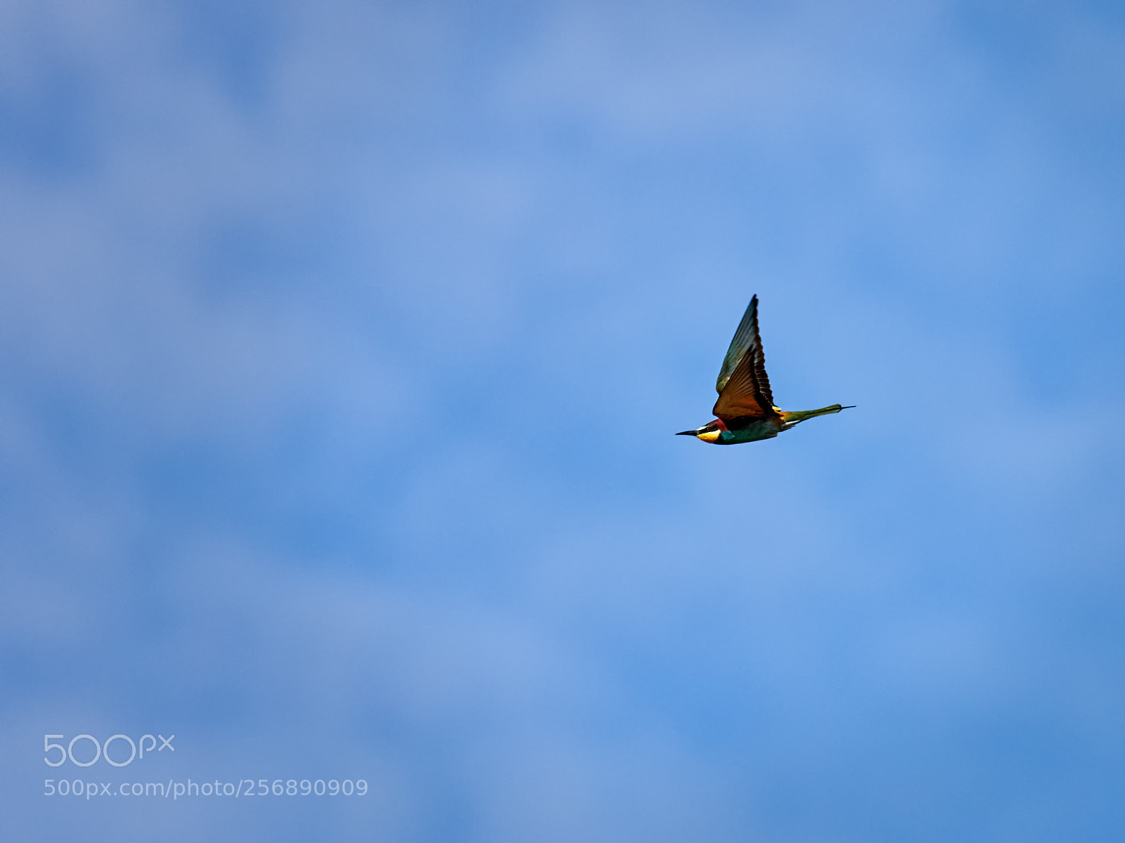 Olympus OM-D E-M1 Mark II sample photo. Merops apiaster photography