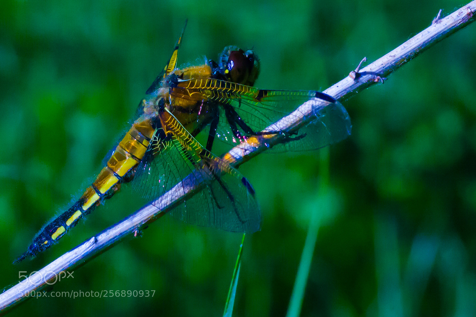 Canon EOS 1000D (EOS Digital Rebel XS / EOS Kiss F) sample photo. Dragonfly photography