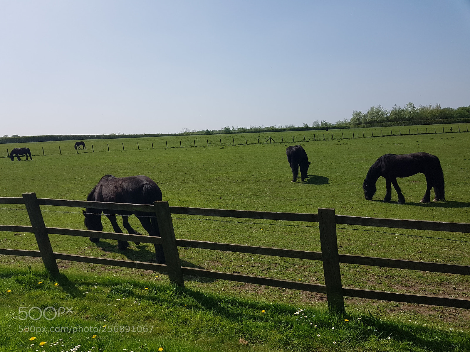 Samsung Galaxy S7 Edge sample photo. Horses in summer photography