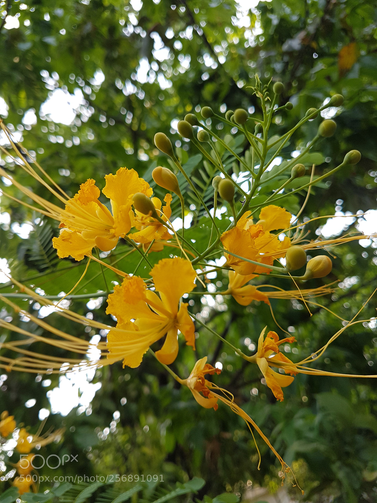 Samsung Galaxy S7 Edge sample photo. Untitled photography