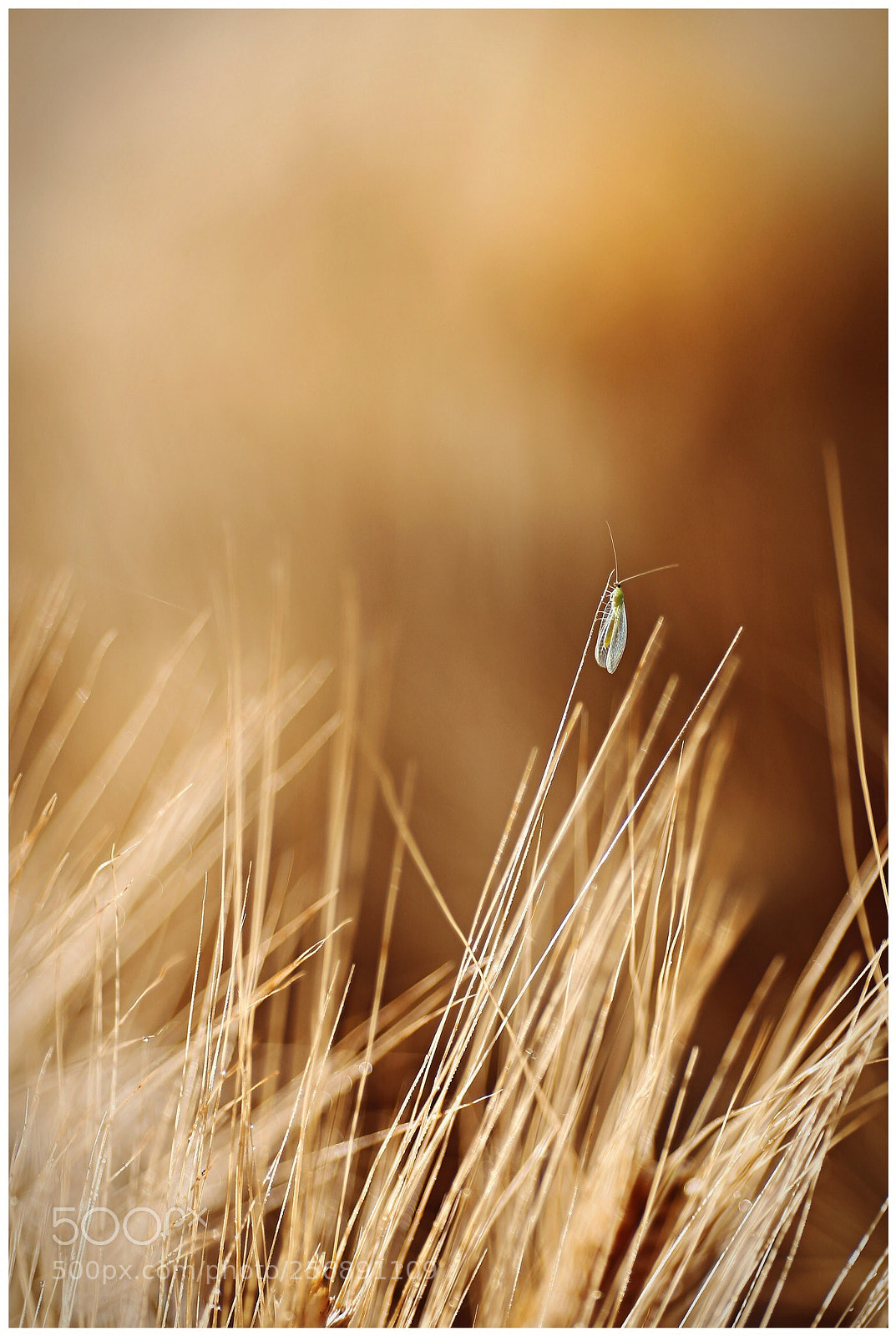 Canon EOS 6D sample photo. Untitled photography