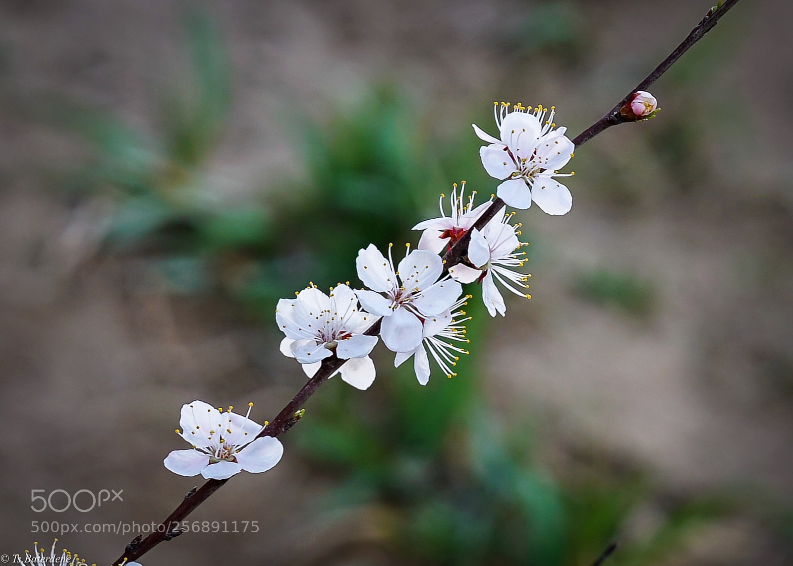 Sony a9 sample photo. Spring of mongolia photography