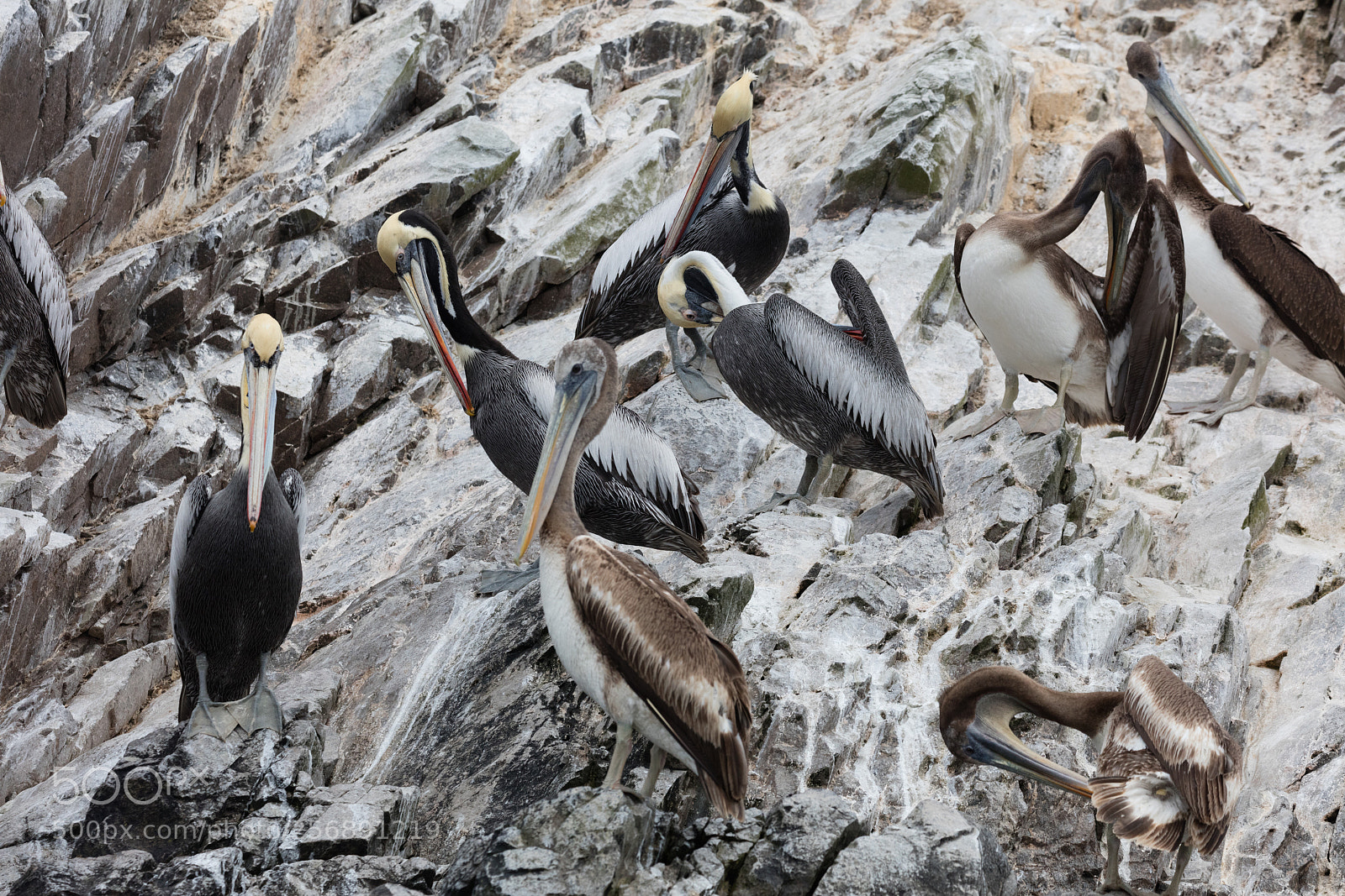 Canon EOS 5DS R sample photo. Ballestas islands, perù photography