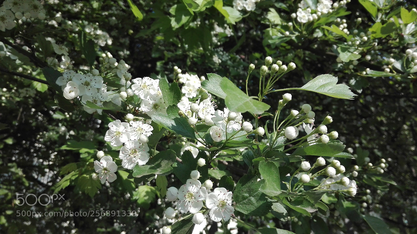 HUAWEI P8 Lite sample photo. Flower daze photography