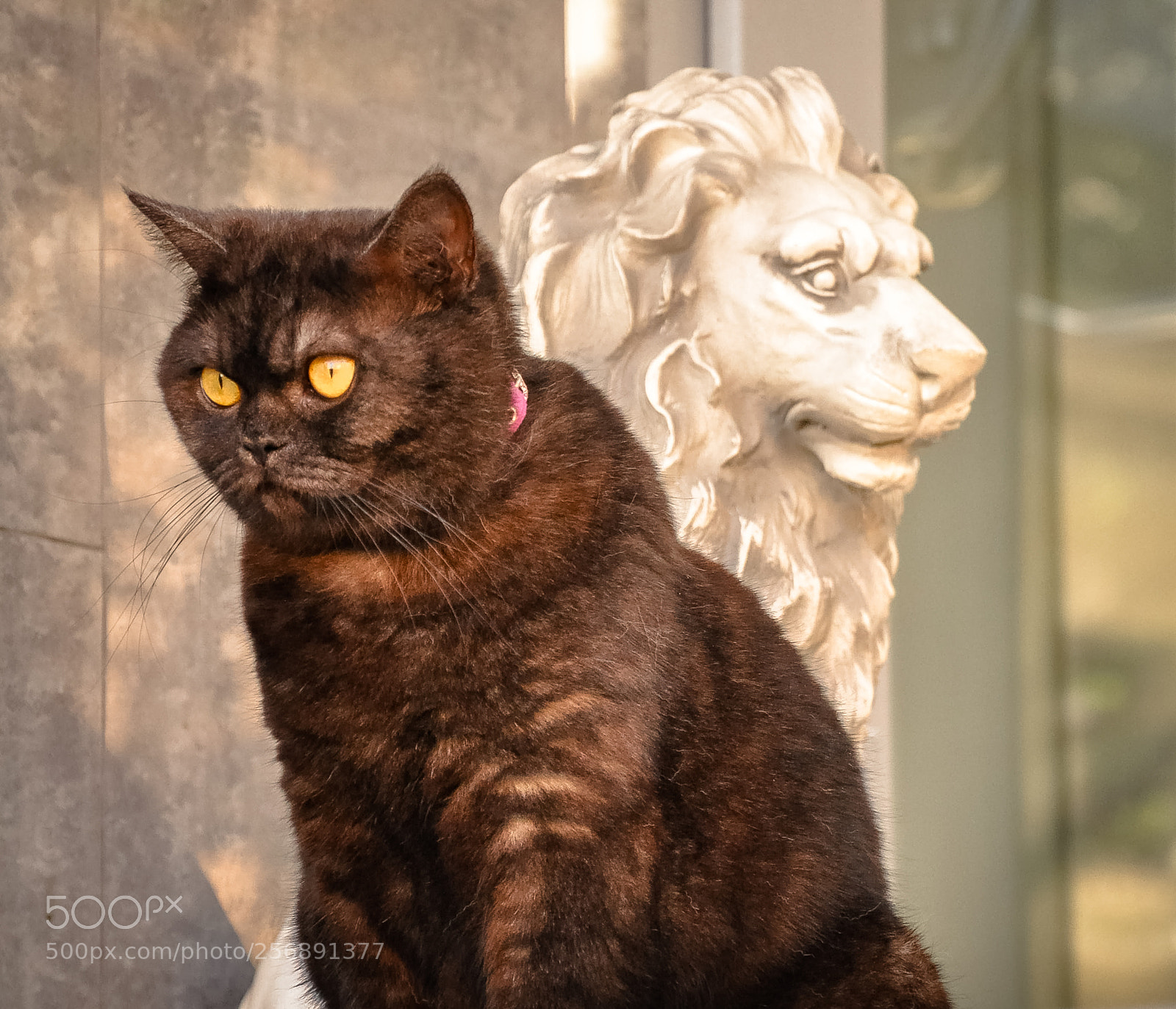 Nikon D90 sample photo. Cat photography