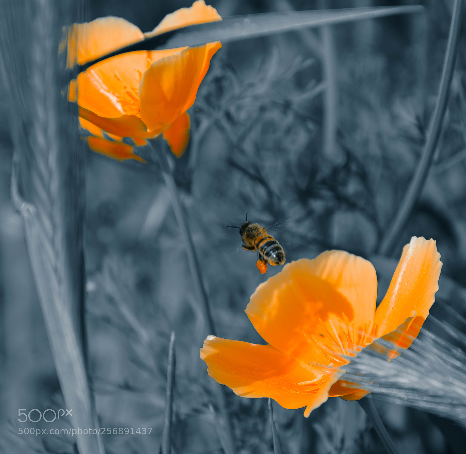 Nikon D7100 sample photo. Orange california poppy photography