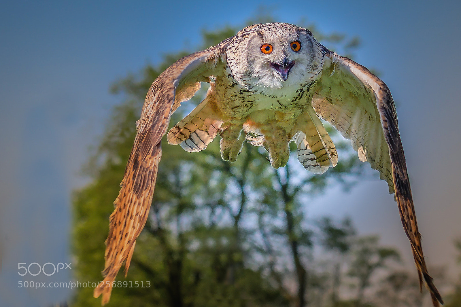 Nikon D500 sample photo. Siberische oehoe in flight photography