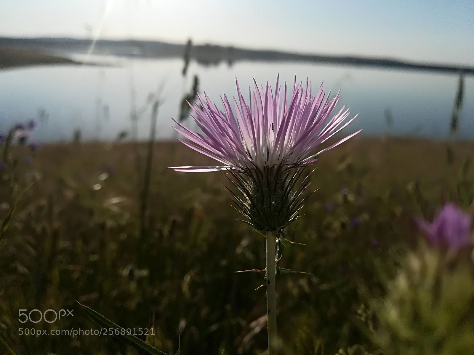 HUAWEI P10 lite sample photo. Untitled photography