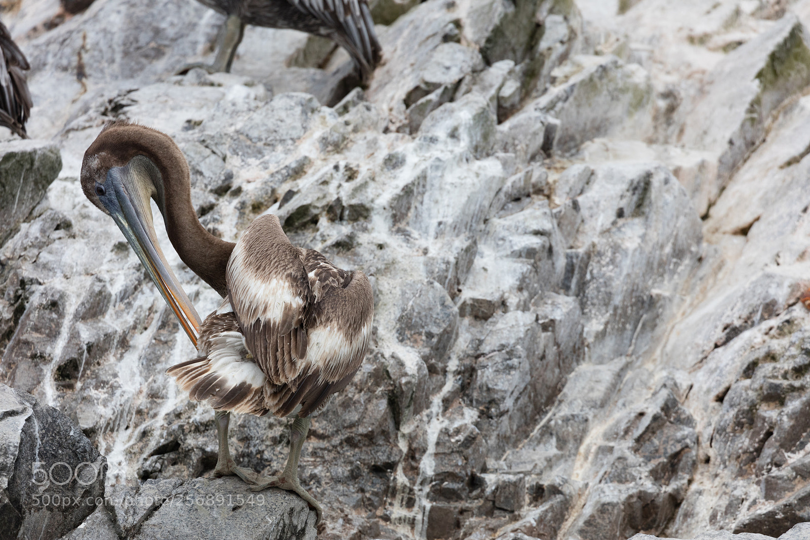 Canon EOS 5DS R sample photo. Ballestas islands, perù photography