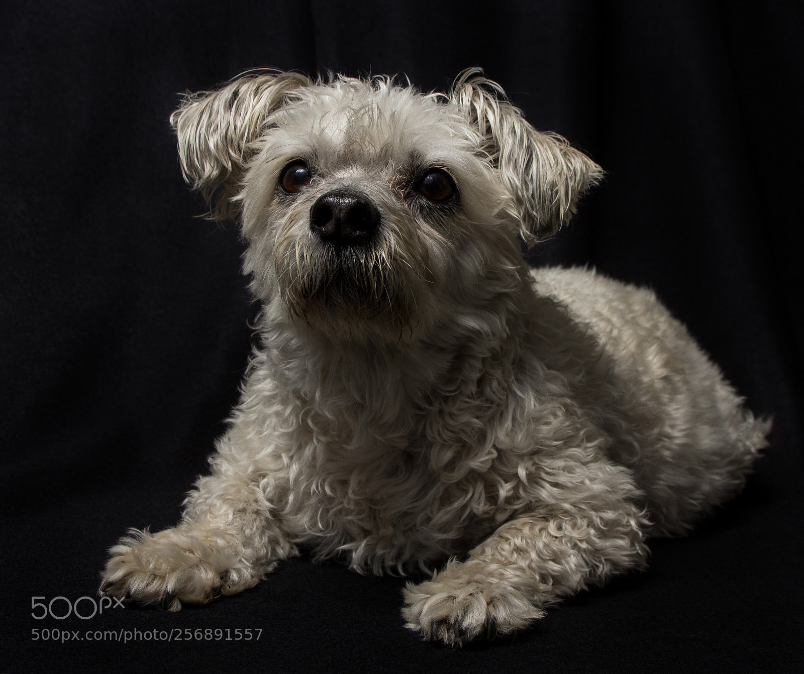 Canon EOS 60D sample photo. Portait of tigger photography