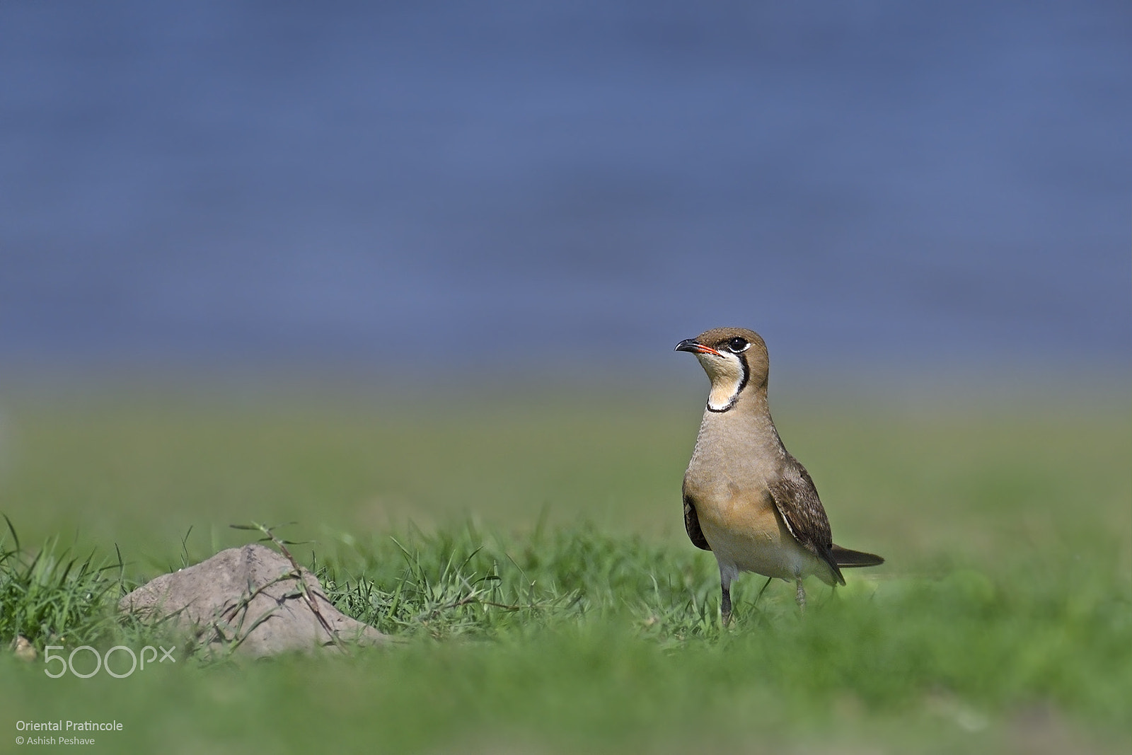 Nikon AF-S Nikkor 200-500mm F5.6E ED VR sample photo. Little wonder - oriental pratincole photography
