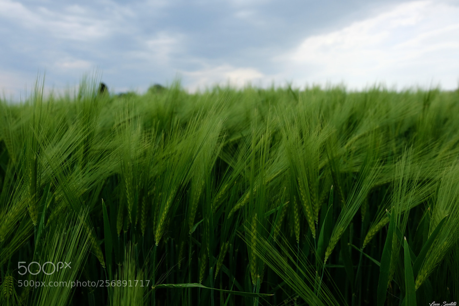 Fujifilm X-T20 sample photo. Campi di grano photography