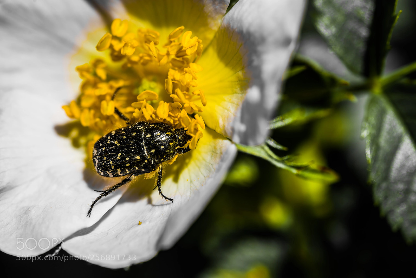 Nikon D610 sample photo. Untitled photography